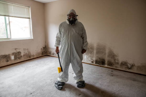 Best Black Mold Remediation in Smith Mills, MA