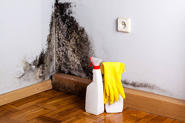 Best Post-Flood Mold Remediation in Smith Mills, MA
