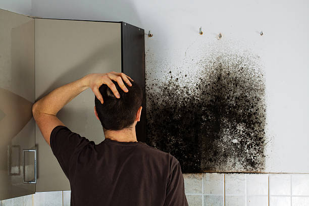 Best Residential Mold Remediation in Smith Mills, MA